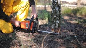 Best Seasonal Cleanup (Spring/Fall)  in Lookout Mountain, TN