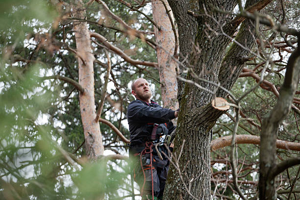 Best Tree Disease Treatment  in Lookout Mountain, TN