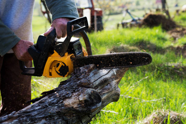 Best Pest Control for Lawns  in Lookout Mountain, TN